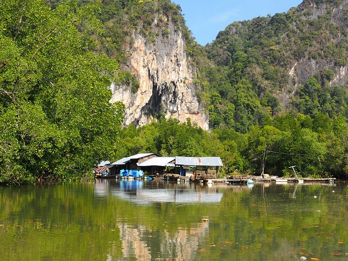 MANGROVE PHANG NGA       